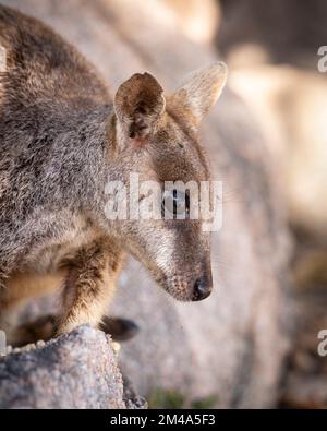 rock wallaby on magnetic island in townsville Stock Photo