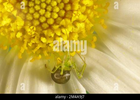Close-up of Green Tangle-web Spider (Theridiidae) on daisy, South Australia Stock Photo