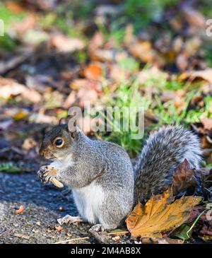 A Grey Squirrel Sciurus carolinensis clutching a peanut  in Queens Park Brighton, England , UK   Credit Simon Dack Stock Photo