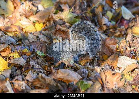A Grey Squirrel Sciurus carolinensis looking for food amongst leaves in Queens Park Brighton, England , UK   Credit Simon Dack Stock Photo