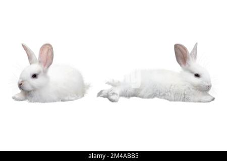 White little rabbit isolated over white background Stock Photo