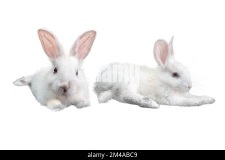 White little rabbit isolated over white background Stock Photo