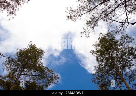 conifer and sky with clouds bottom to top view in the afternoon Stock Photo