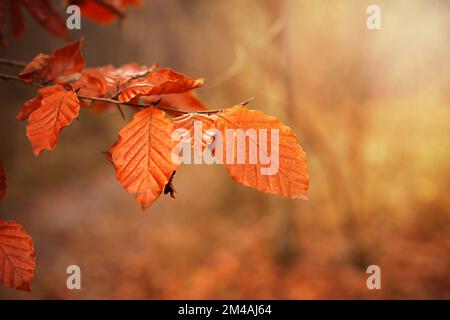 A branch with colorful yellowed leaves in the rays of the sun against the backdrop of an autumn forest Stock Photo