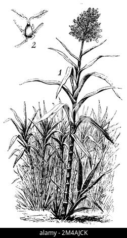 sugarcane, flower with glumes cut off, Saccharum officinarum, Schimper, Andreas Franz Wilhelm  (botany book, 1900), Zuckerrohr, Blüte mit abgeschnittenen Spelzen, canne à sucre, fleur avec les glumes coupées Stock Photo