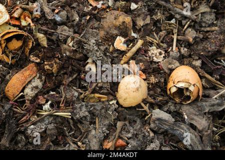 Defocus compost and composted soil cycle as a composting pile of rotting kitchen scraps with fruits and vegetable. Garbage waste turning into organic Stock Photo