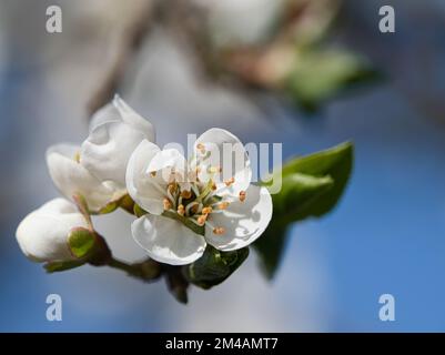 Branch with cherry blossom on fruit tree in garden. Blossom in spring. Background with bokeh. Blossoms photo from nature Stock Photo