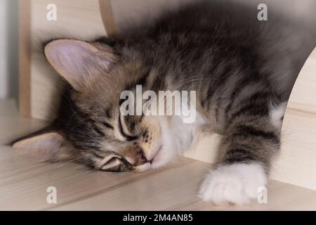 Little cute male kitten sleeping on his wooden playground. Very young baby cat falling asleep while playing. Sleeping beauty. Fluffy baby fur, close u Stock Photo
