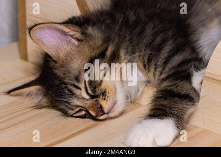 Little cute male kitten sleeping on his wooden playground. Very young baby cat falling asleep while playing. Sleeping beauty. Fluffy baby fur, close u Stock Photo