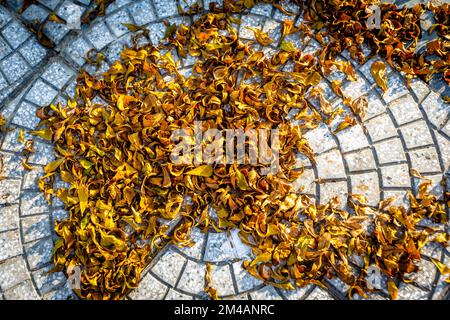 A circle design of paving bricks from overhead of dead golden leaves that fell on the ground. Stock Photo