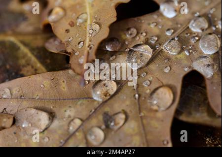 From above closeup of morning dew on dry golden leaf of oak tree fallen on ground in forest on autumn day Stock Photo