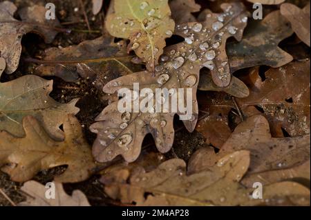 From above closeup of morning dew on dry golden leaf of oak tree fallen on ground in forest on autumn day Stock Photo