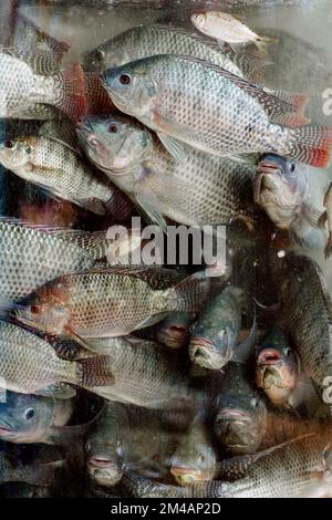 Group of tilapia fish swimming behind glass of water tank on seafood market Stock Photo