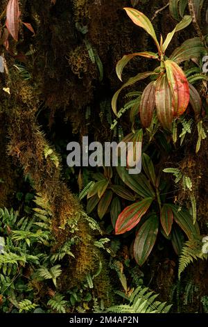 Exotic trees covered with moss and lush trees on summer day in rainforest Stock Photo