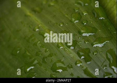 From above closeup of waterdrops on smooth surface of fresh green leaf after rain as abstract background Stock Photo