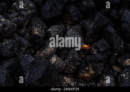 Top view of tiny red crab crawling on wet black volcanic stones on seashore Stock Photo