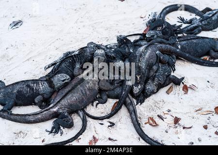 From above group of black Galapagos marine iguanas lying on white sand near dry leaves on beach Stock Photo