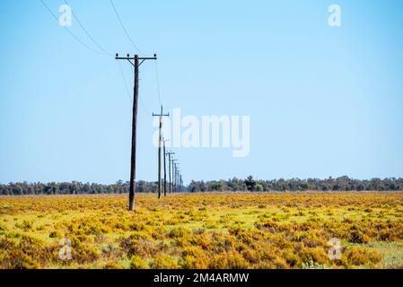 A line of electricity power poles run across a sheep station near Bourke in the northwestern outback of New South Wales, Australia Stock Photo