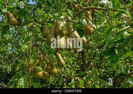A large crop of conference pears, latin name Pyrus communis, ripening on a tree in the September sunshine in Hampshire, England. Stock Photo