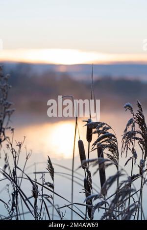 Broadleaf cattail in sunrise on beautiful winter morning sunrise. Stock Photo