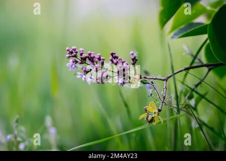 Lilac flowers. Syringa vulgaris plant in flowering season. Stock Photo