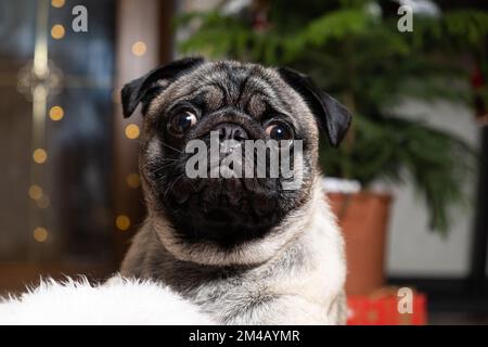 A beautiful cute one-year-old pug puppy looks into the camera close-up. Christmas, New Year and dogs, pets Stock Photo