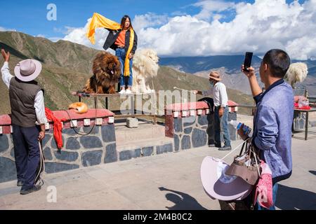 A Chinese tourist photographs his partner with two Tibetan mastiffs at viewpoint on the Yarlung Tsangpo. Tibet Autonomous Region. China. Stock Photo