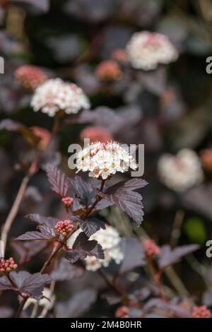 Physocarpus opulifolius Diabolo, Physocarpus opulifolius Monlo, ninebark Diabolo, deciduous shrub with deep purple leaves, clusters of white, pink-tin Stock Photo