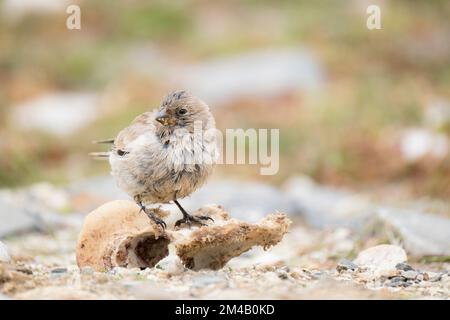 Plain Mountain-finch (Leucosticte nemoricola) perched on a bone. Chomolungma Nature Reserve. Tibet Autonomous Region. China. Stock Photo