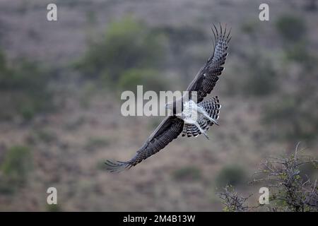 Martial Eagle, The largest of the African Eagles, in the Tsavo West ...