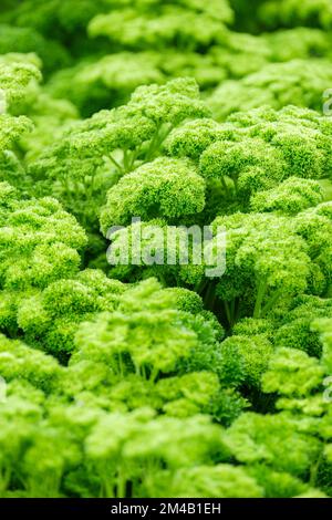 PARSLEY LISETTE,  Petroselinum crispum Lisette, Curly Parsley, Curled-leaf Parsley Stock Photo
