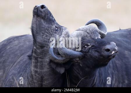 Two African buffaloes measure their strength, horns are locked and difficult to separate, intense fight, Masai Mara, Olare Motorogi Conservancy, Kenya Stock Photo