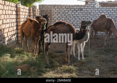 Herd of young dromedary camels camelus dromedarius at african egyptian livestock farm in pen Stock Photo