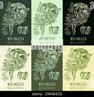 Set of vector drawings WILD ANGELICA in different colors. Hand drawn illustration. Latin name ANGELICA SYLVESTRIS L. Stock Photo