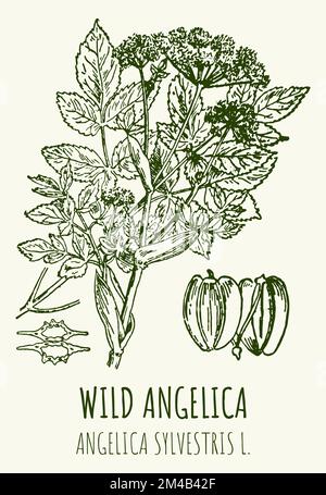 Vector drawings of WILD ANGELICA. Hand drawn illustration. Latin name ANGELICA SYLVESTRIS L. Stock Photo
