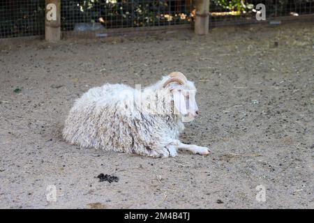 At the zoo, behind the fence, a sheep, white curly-haired, horned sheep Stock Photo