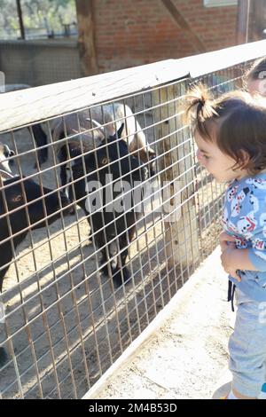 Kid loving goats behind fence, black goats, animal loving family in zoo Stock Photo