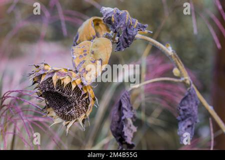 Withering sunflower, plant close-up, yellow twisted petals, shallow depth of field. Stock Photo