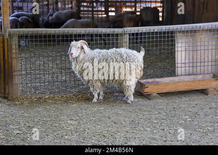 At the zoo, behind the fence, a sheep, white curly-haired, horned sheep Stock Photo