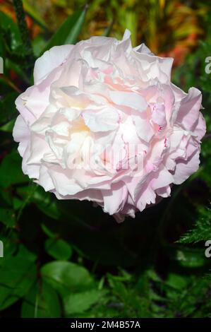 Single Large White/Pink Paeonia lactiflora 'Shirley Temple' (Peony) Flower grown in a Border in an English Country Garden, Lancashire, England, UK. Stock Photo
