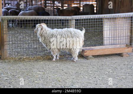 At the zoo, behind the fence, a sheep, white curly-haired, horned sheep Stock Photo