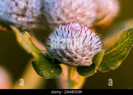 Thistle in close-up, balls with spikes. Stock Photo