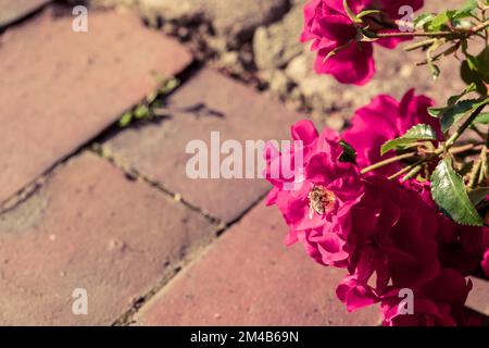 Bees collecting nectar, pollen from a red rose. Stock Photo