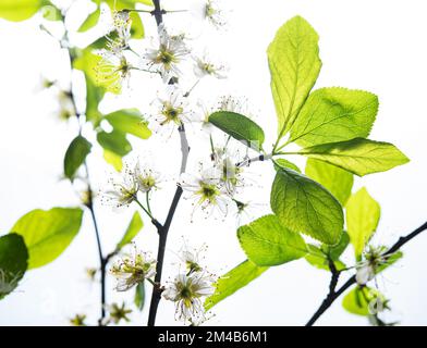 X-ray concept. Cherry blossom on a white background. Macro and close up. Front view image Stock Photo