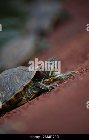 A vertical closeup shot of a red-eared slider terrapin on blurry background. Stock Photo