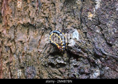 A closeup of a yellow-spotted millipede on tree bark Stock Photo