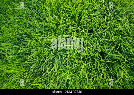 Green Rice seedlings plant texture background wallpaper Stock Photo