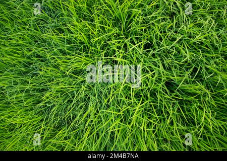 Green Rice seedlings plant texture background wallpaper Stock Photo