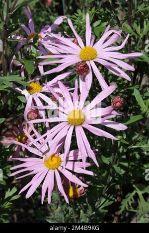 Garden Mum (Chrysanthemum × rubellum 'Clara Curtis') in the garden. Stock Photo