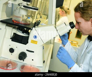 19 December 2022, Saxony, Leipzig: Biologist Kathrin Landgraf examines cell cultures of young people suffering from obesity under a microscope in the Pediatric Research Laboratory of the Faculty of Medicine at the University of Leipzig. According to a press release from the University of Leipzig, a research team from the Faculty of Medicine was able to discover a new mechanism associated with an unusual expression of a gene, with the control of the feeling of hunger and with severe obesity in children. The goal of the research, he said, is to translate findings from genetic studies into future Stock Photo